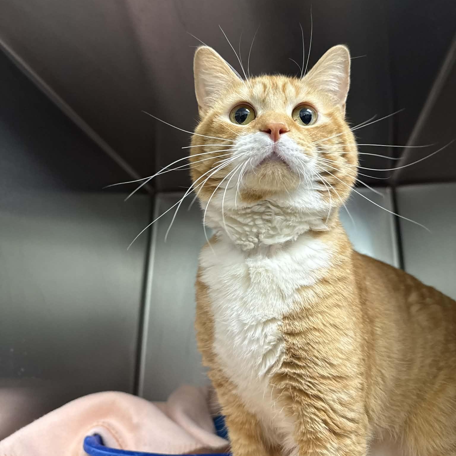 Enlarge Octavius, an adopted Domestic Short Hair in Martinsville, IN image 2/2