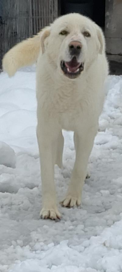 Enlarge Romeo, a Adoptable Great Pyrenees in San Bernardino, CA image 1/1