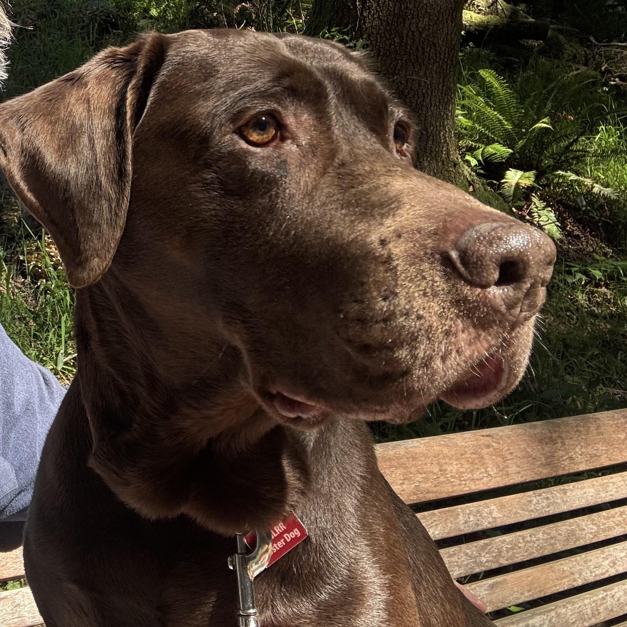 Monza, adopted, Senior Male Labrador Retriever.