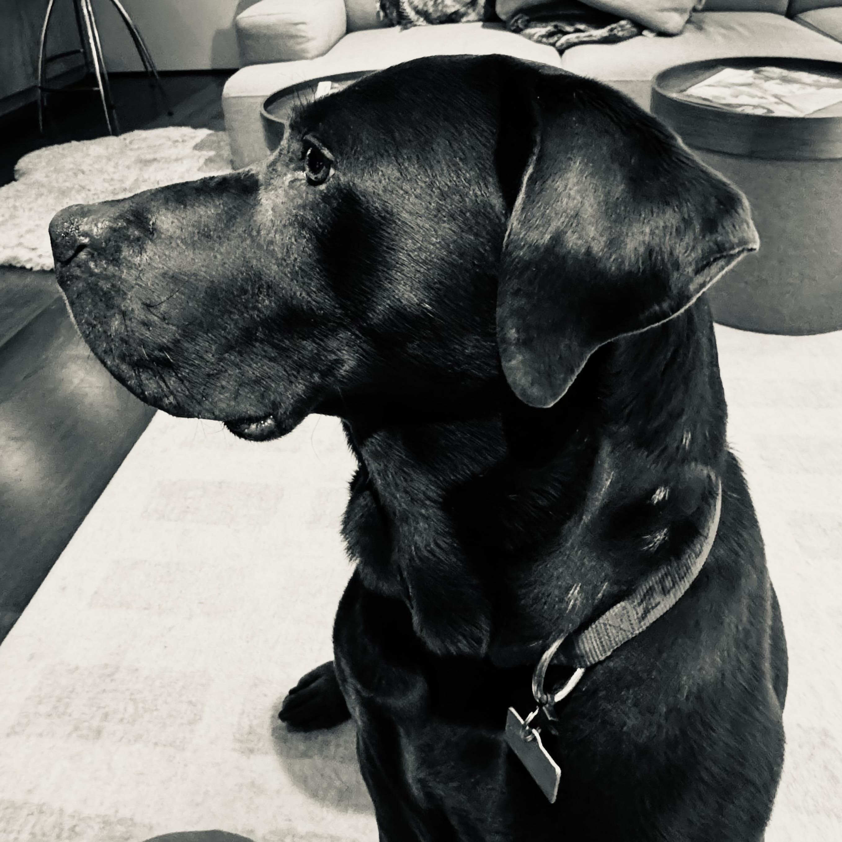 Enlarge Monza, an adopted Labrador Retriever in San Francisco, CA image 4/5