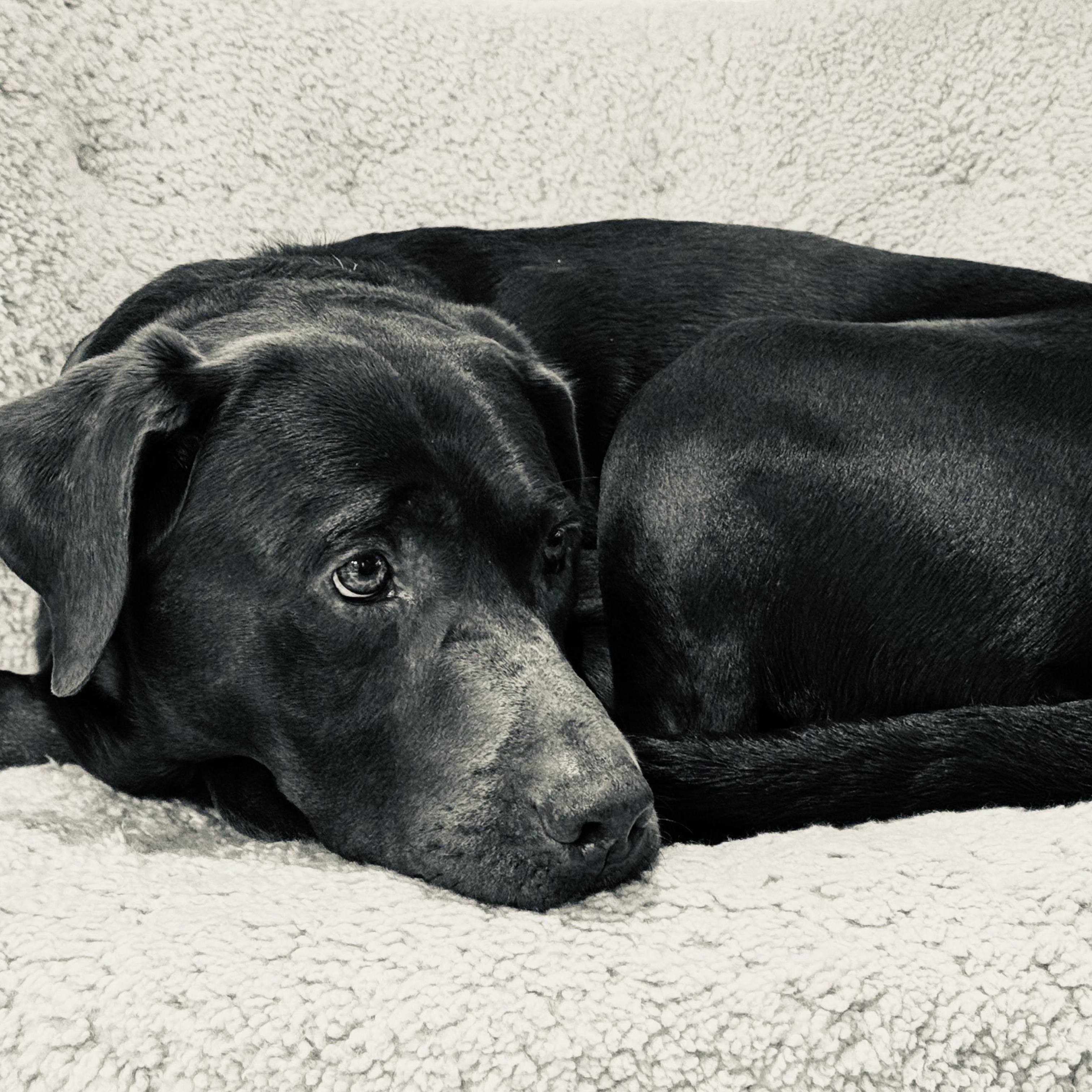 Enlarge Monza, an adopted Labrador Retriever in San Francisco, CA image 3/5