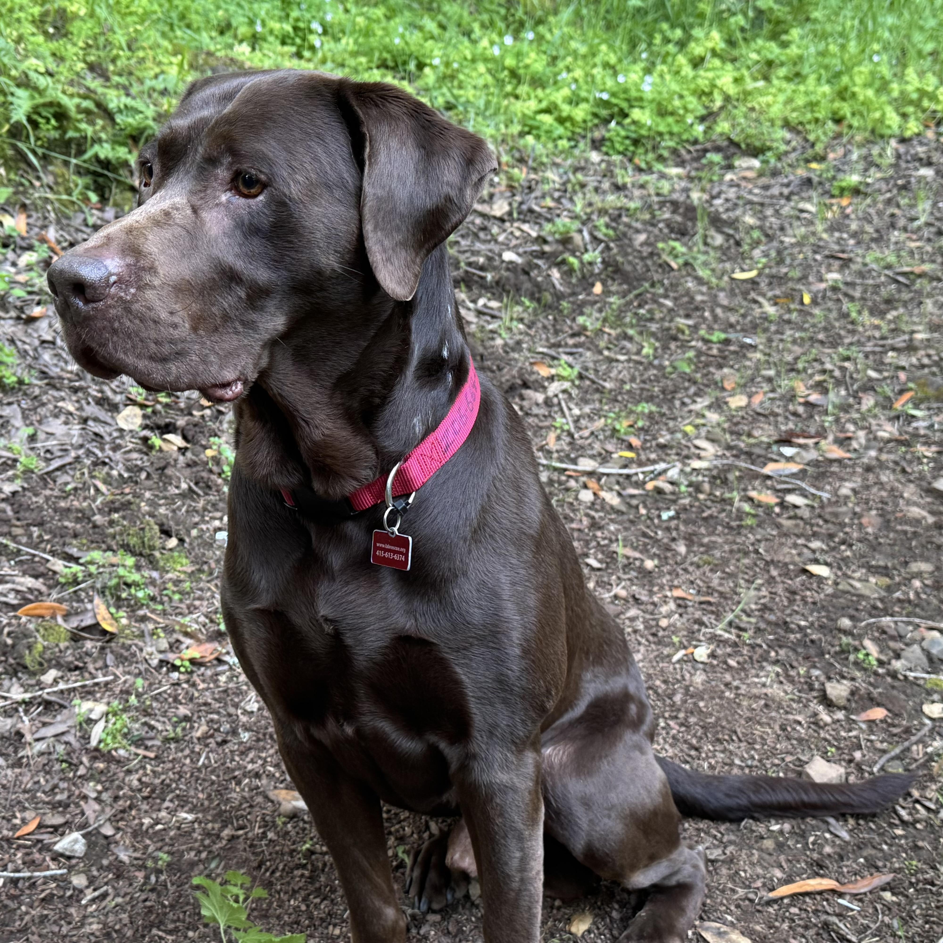 Enlarge Monza, an adopted Labrador Retriever in San Francisco, CA image 5/5