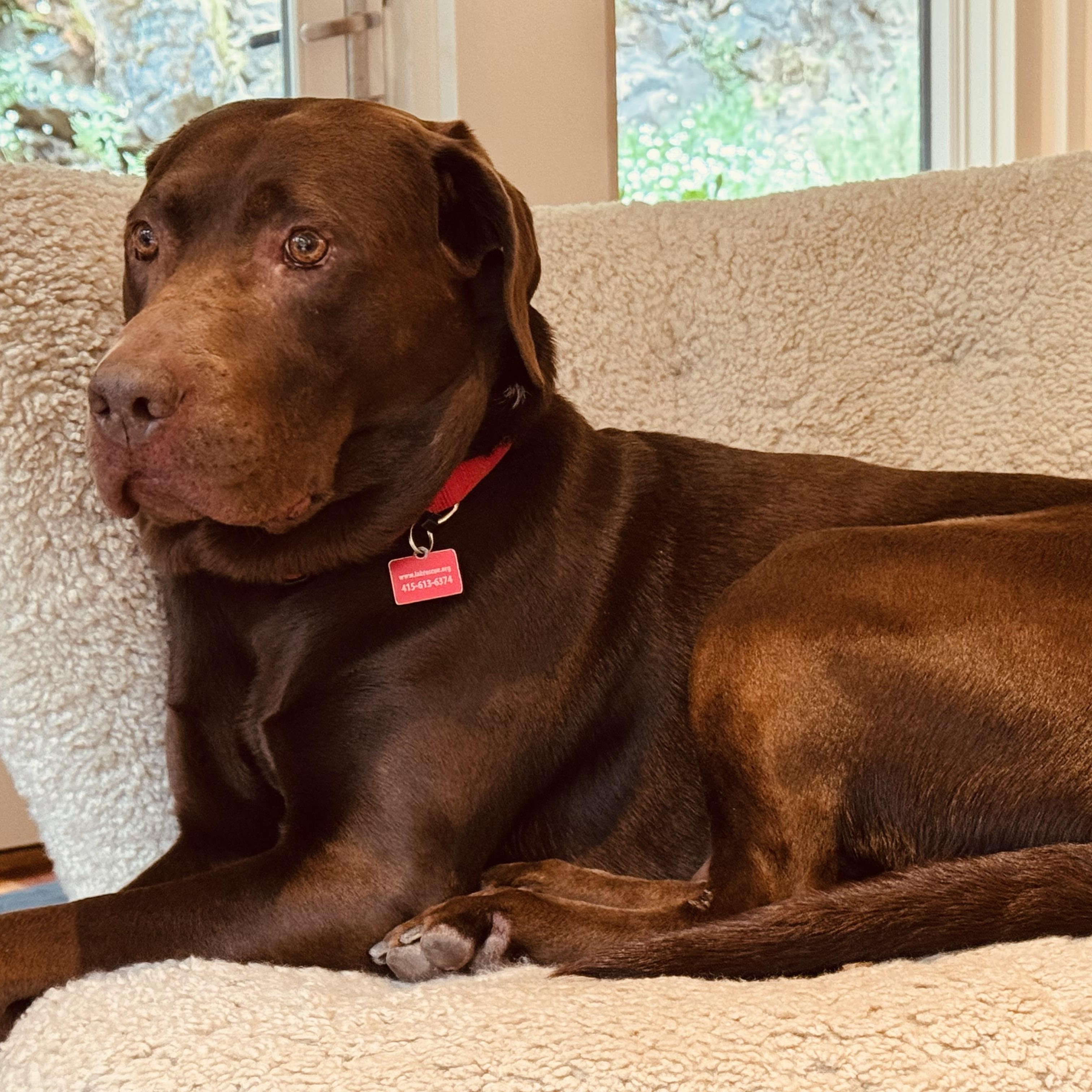 Enlarge Monza, an adopted Labrador Retriever in San Francisco, CA image 2/5