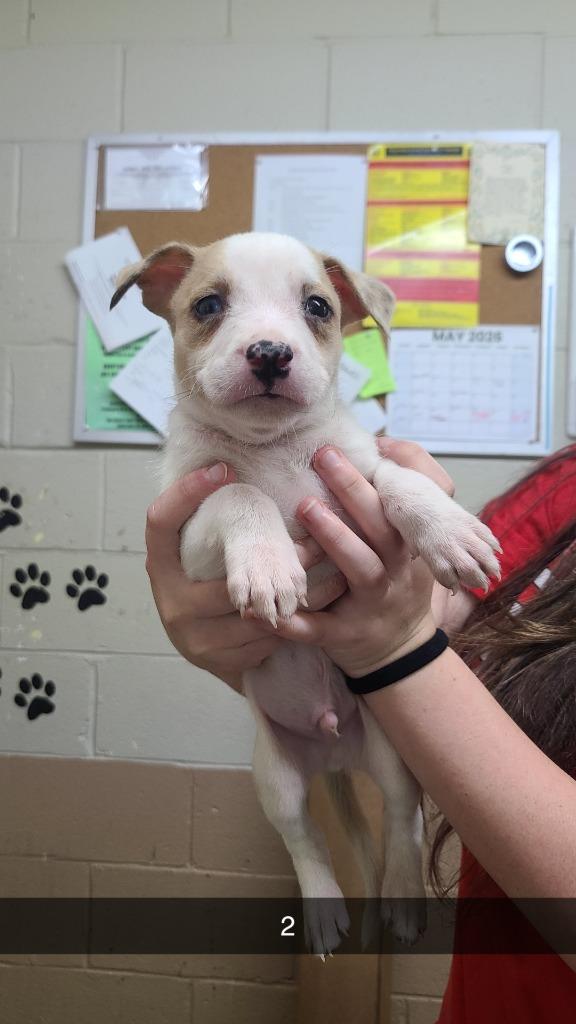 Neo, Adoptable, Puppy Male Pit Bull Terrier.