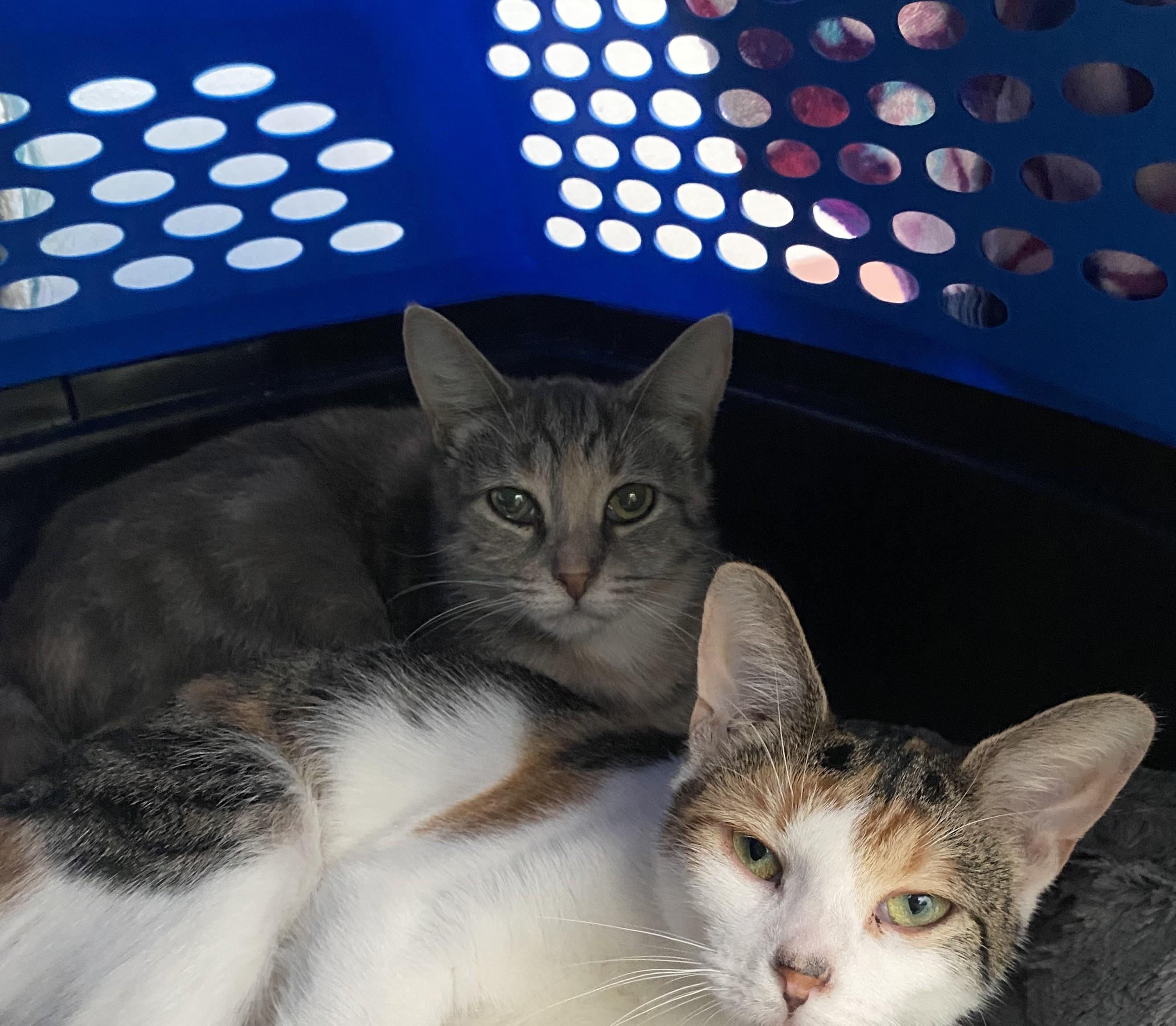 Enlarge Onion, a Adoptable Domestic Short Hair in Belleville, MI image 3/3