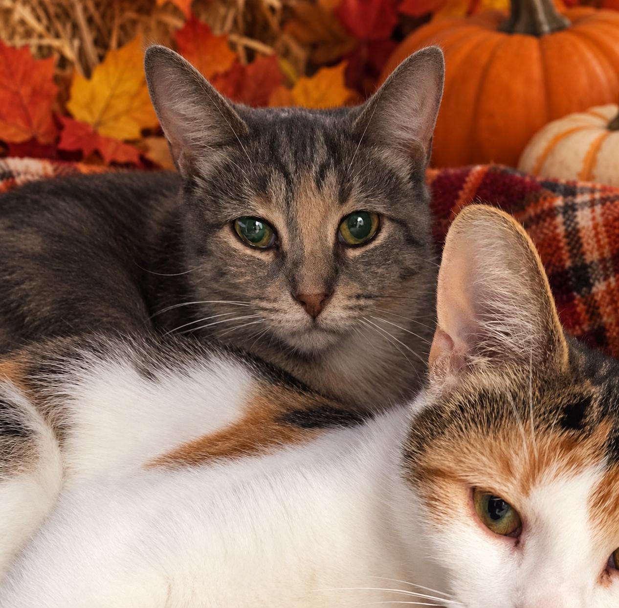 Enlarge Onion, a Adoptable Domestic Short Hair in Belleville, MI image 1/3