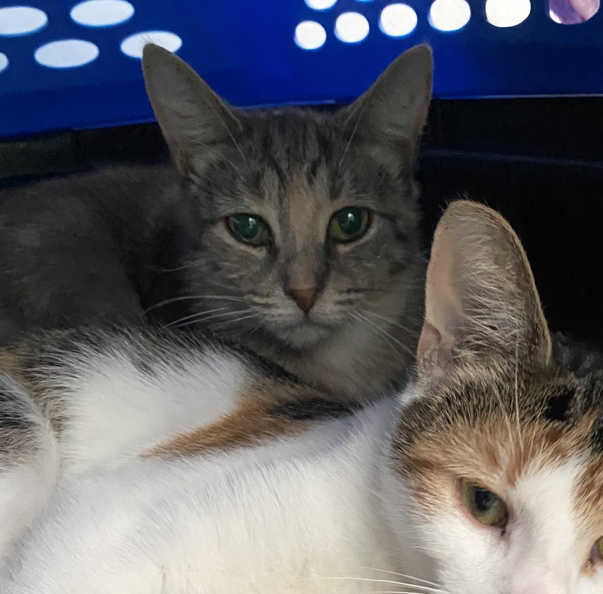 Enlarge Onion, a Adoptable Domestic Short Hair in Belleville, MI image 2/3