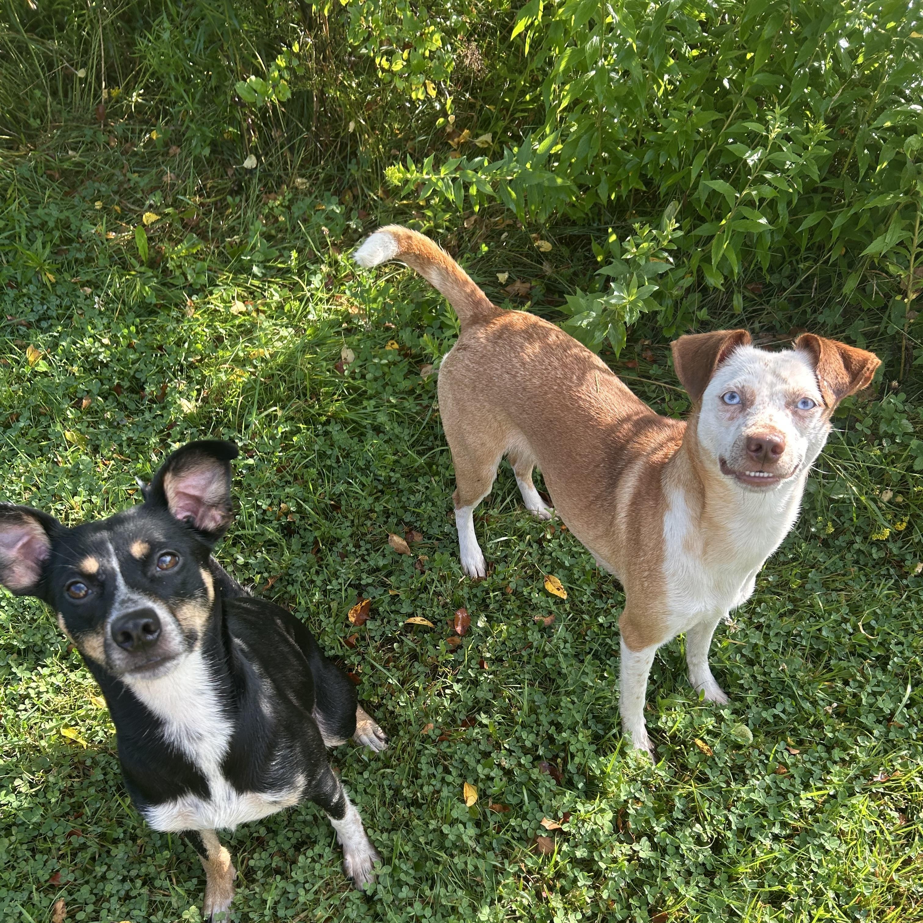 Enlarge Aries, a Adoptable mixed breed in Chelsea, VT image 2/3