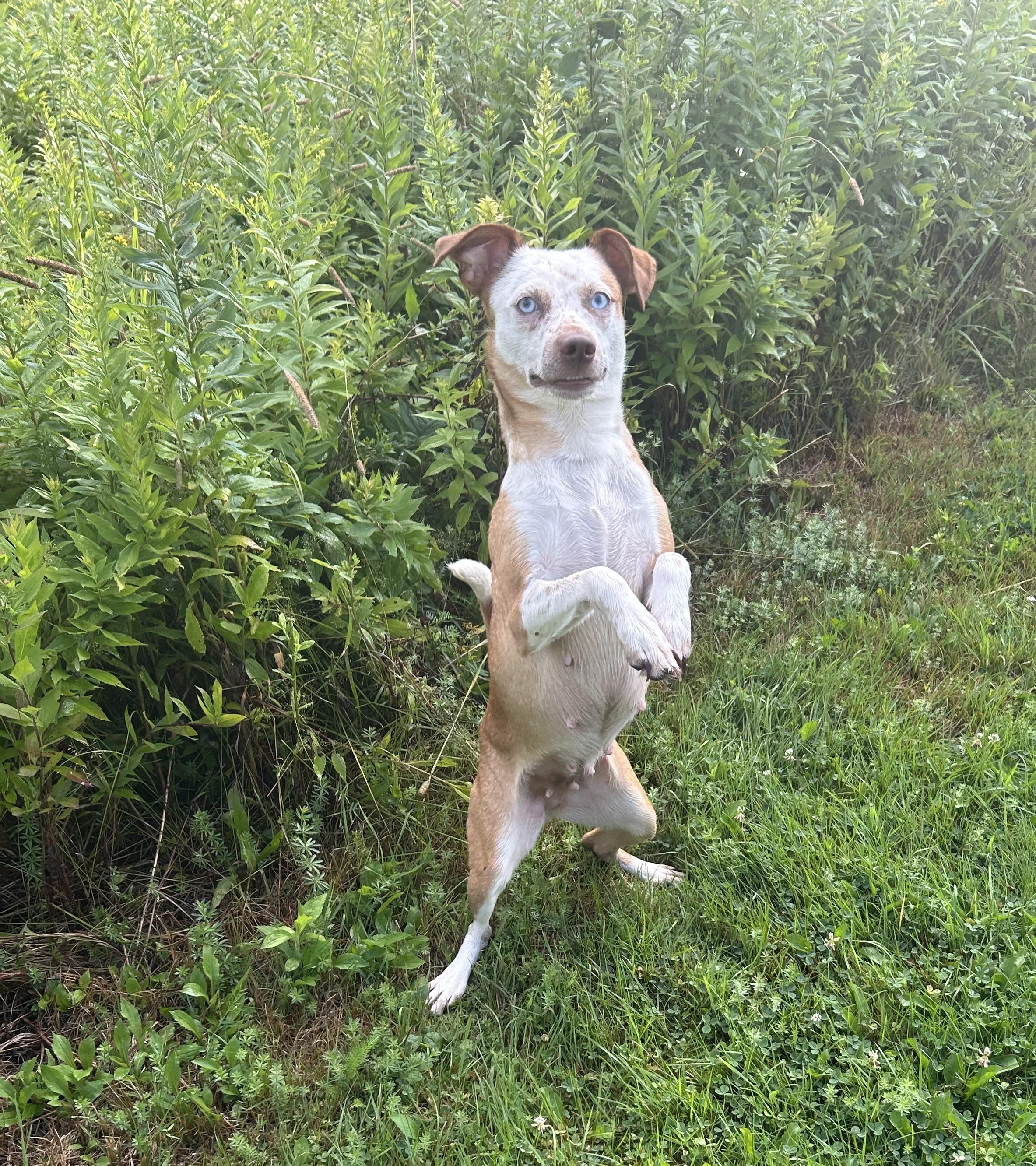 Enlarge Aries, a Adoptable mixed breed in Chelsea, VT image 1/3