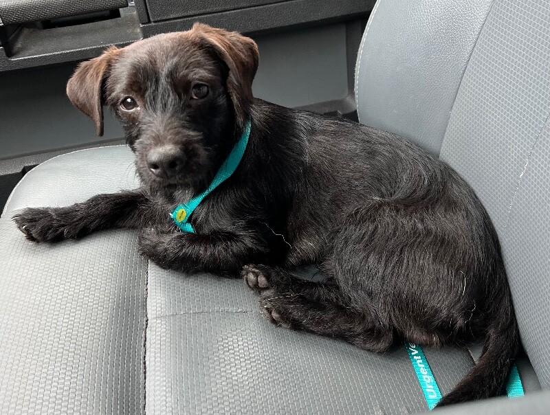 Cricket, a Adoptable mixed breed in Katy, TX image 1/2