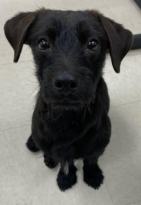 Cricket, a Adoptable mixed breed in Katy, TX image 2/2