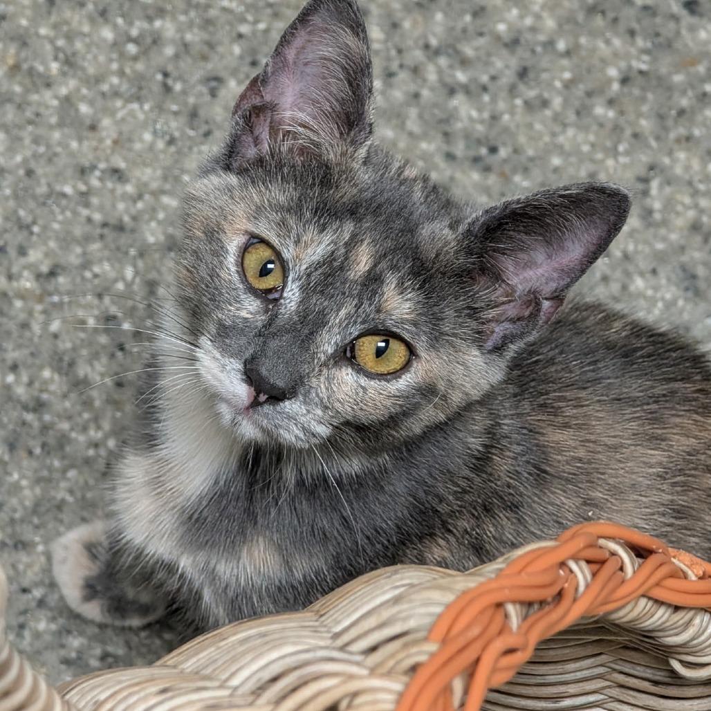 Enlarge Opal, a Adoptable American Shorthair in Blue Ridge, GA image 4/4