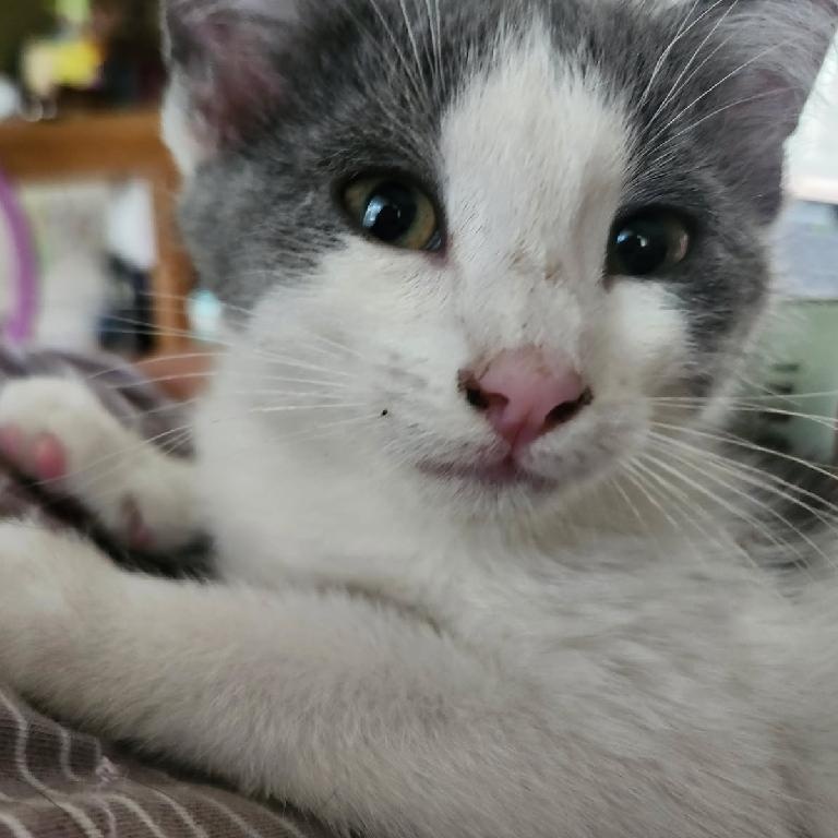 Oliver