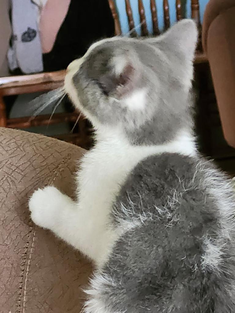 Oliver