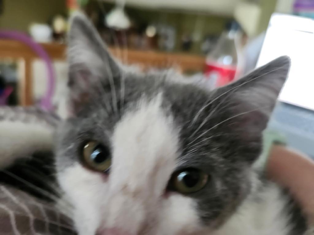 Oliver