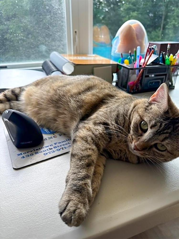 Enlarge Hudson, a ADOPTABLE Domestic Short Hair in Weehawken, NJ image 3/5