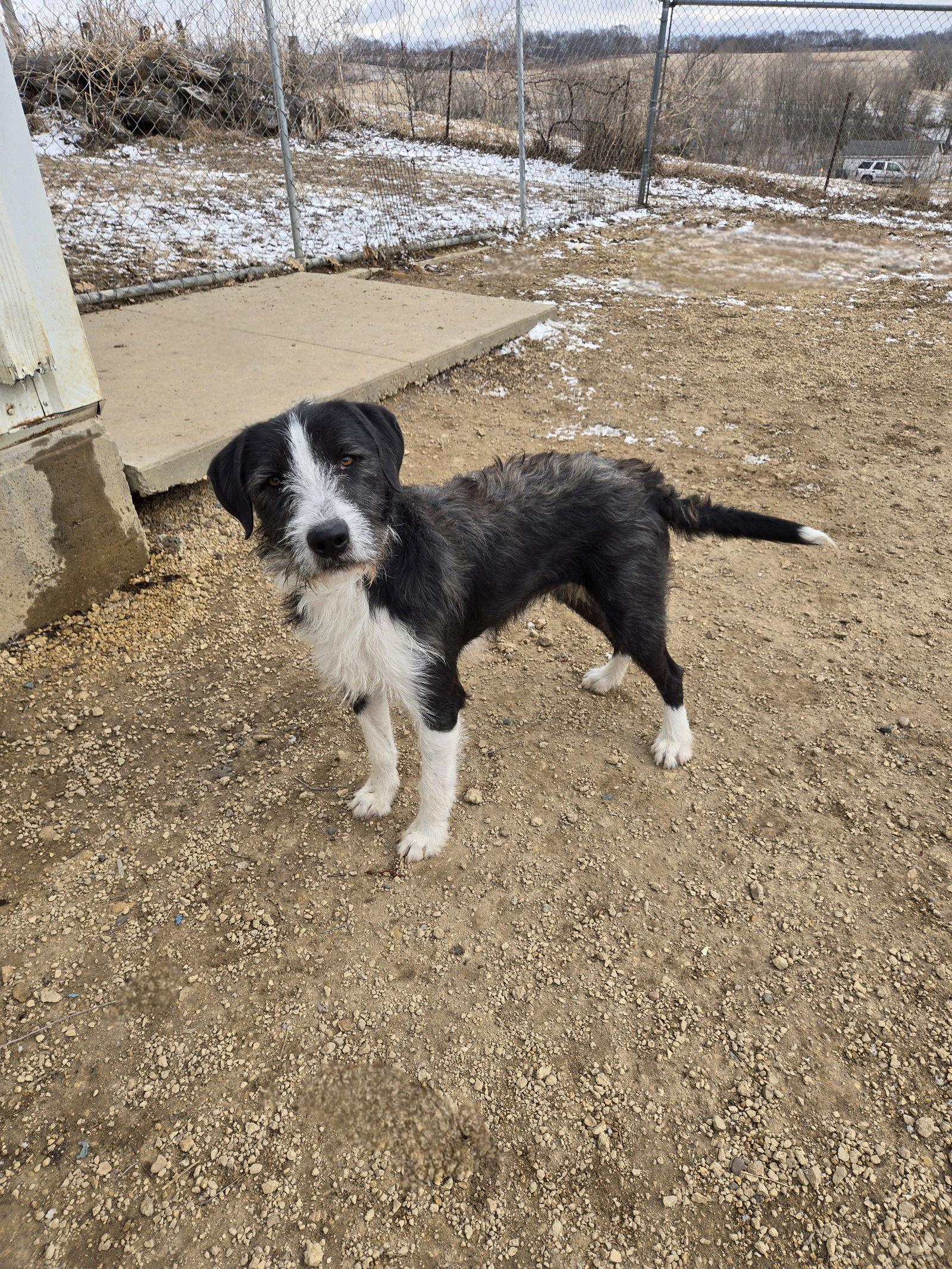 Ranger, a Adopted Mixed Breed in Maquoketa, IA image 1/3