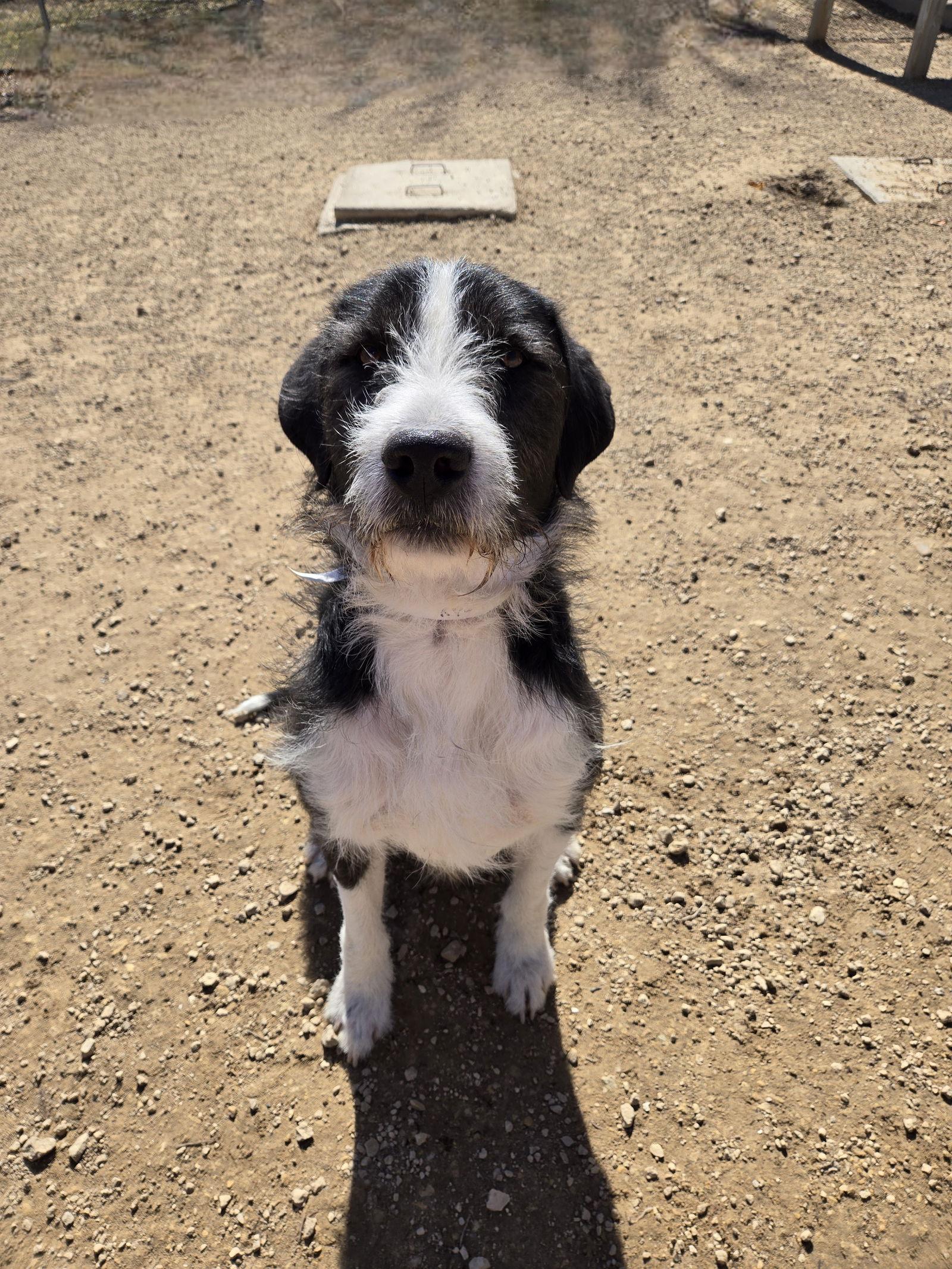 Ranger, a Adopted Mixed Breed in Maquoketa, IA image 2/3