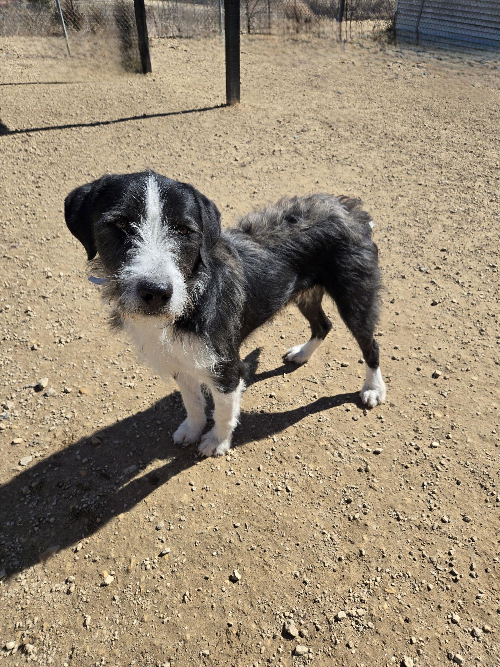 Ranger, a Adopted Mixed Breed in Maquoketa, IA image 3/3