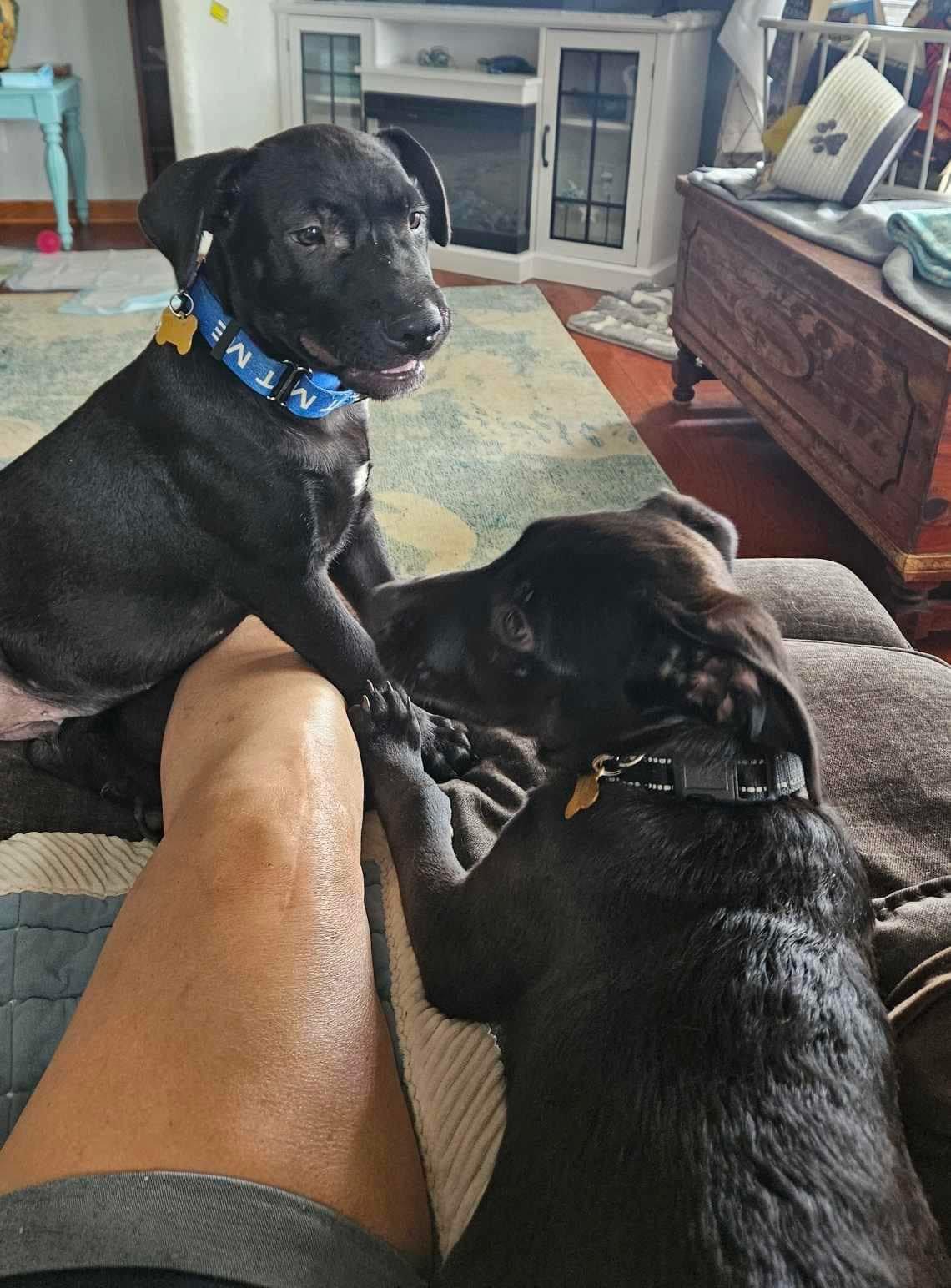 Enlarge Dean, a Adopted Black Labrador Retriever in Hockessin, DE image 3/4