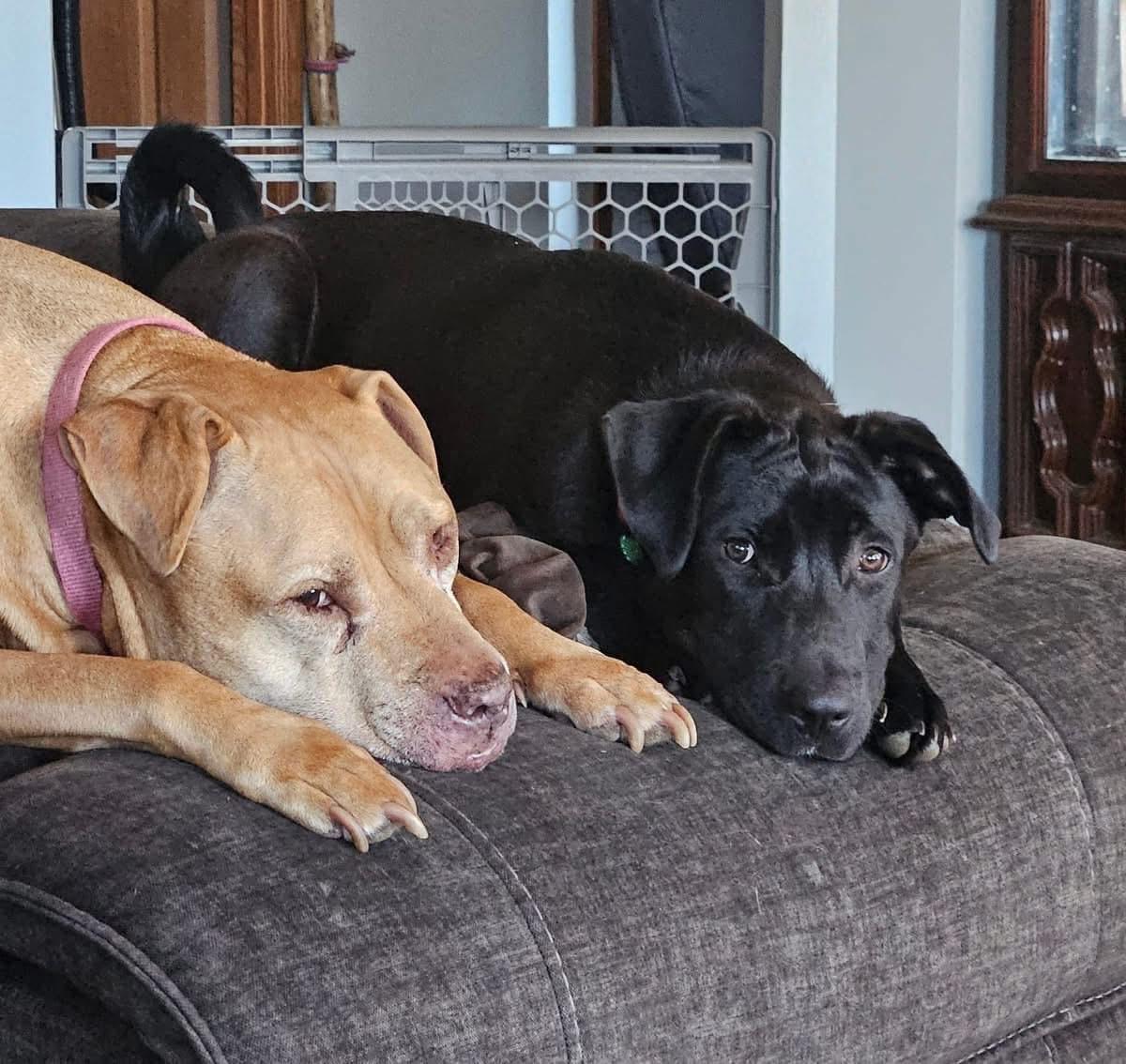 Enlarge Dean, a Adopted Black Labrador Retriever in Hockessin, DE image 1/4