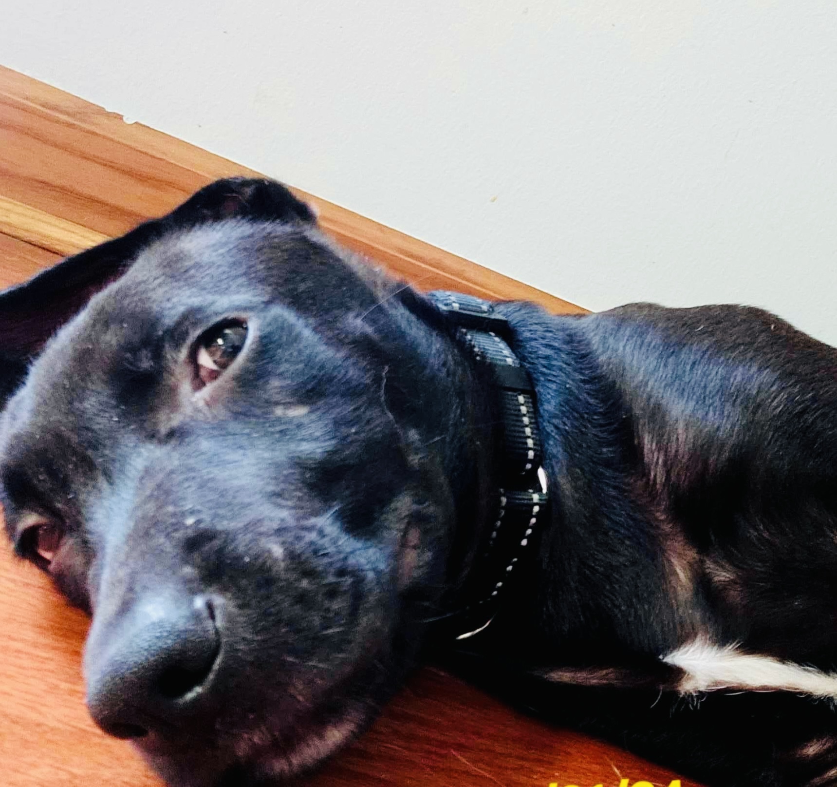 Enlarge Dean, a Adopted Black Labrador Retriever in Hockessin, DE image 4/4