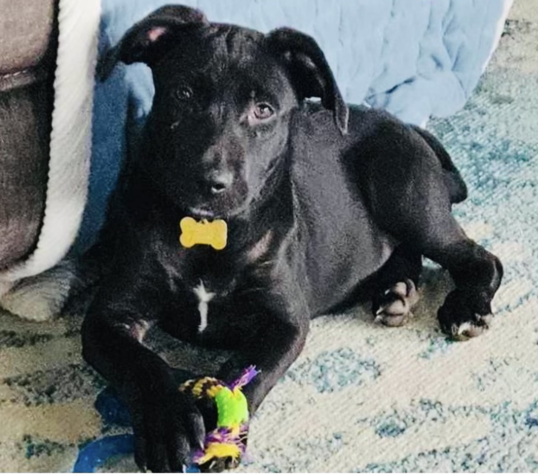 Enlarge Dean, a Adopted Black Labrador Retriever in Hockessin, DE image 2/4