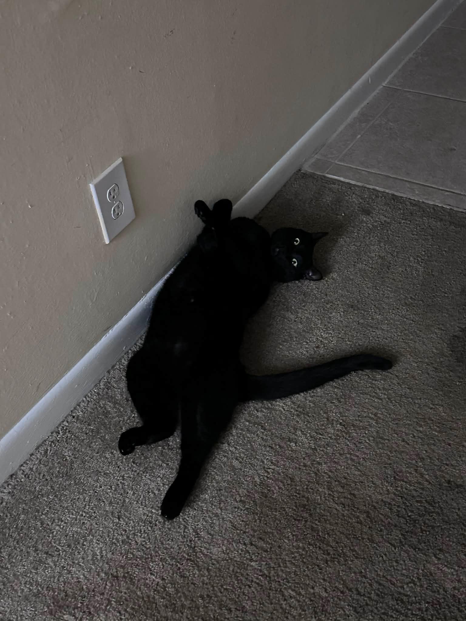 Salem and OJ — thumbnail 4