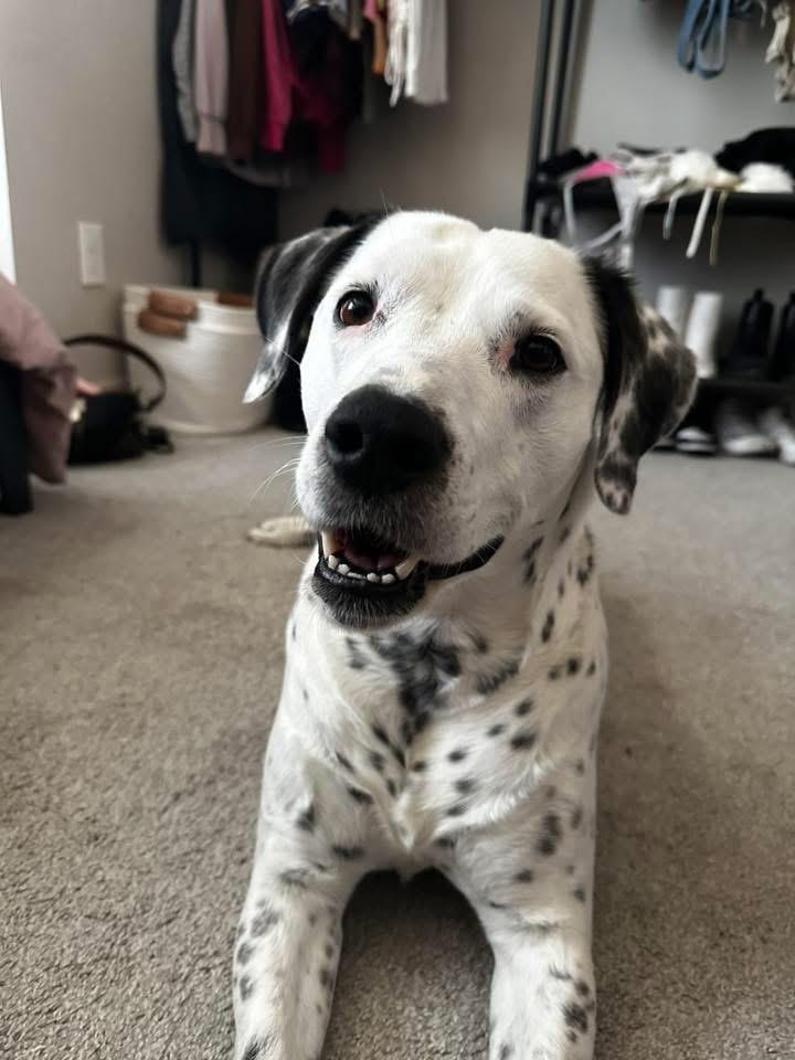 Layla, Adult Female Dalmatian