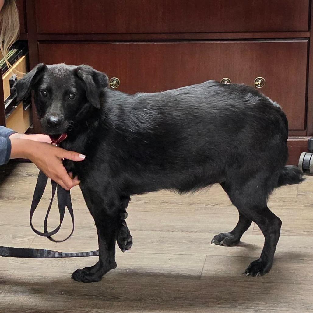 Valentina, Adoptable, Adult Female Labrador Retriever & Mixed Breed.