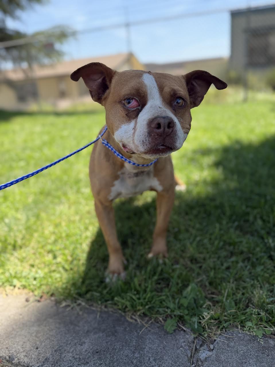 Bianca, ADOPTABLE, Adult Female Pit Bull Terrier.