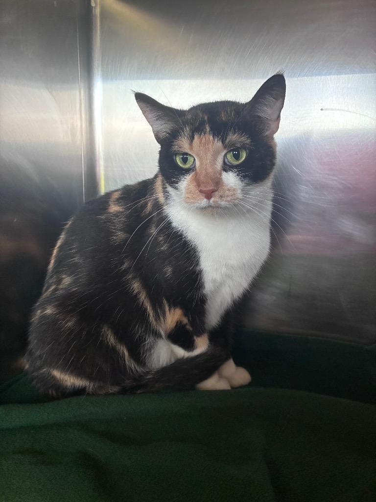 Enlarge Patricia, a Adoptable mixed breed in Lima, OH image 1/1