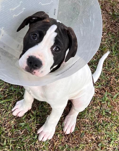 3 Spot, a ADOPTABLE mixed breed in Lake Monroe, FL image 2/4