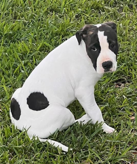 3 Spot, a ADOPTABLE mixed breed in Lake Monroe, FL image 3/4