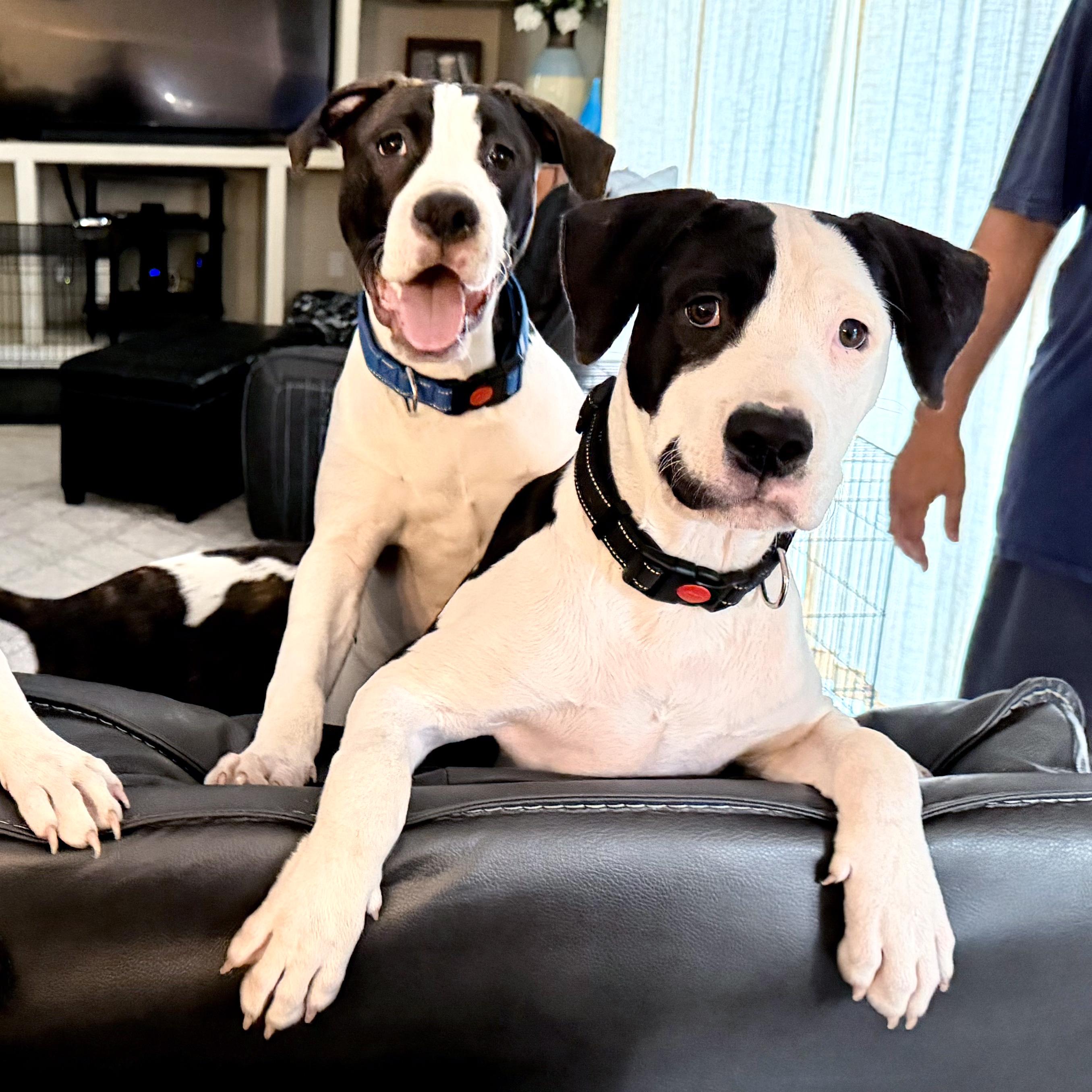 Enlarge 3 Spot, a ADOPTABLE mixed breed in Lake Monroe, FL image 5/6