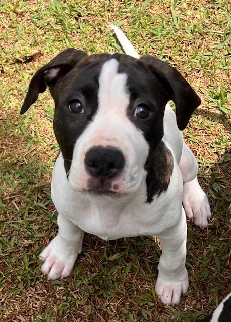 3 Spot, ADOPTABLE, Puppy Male Hound.