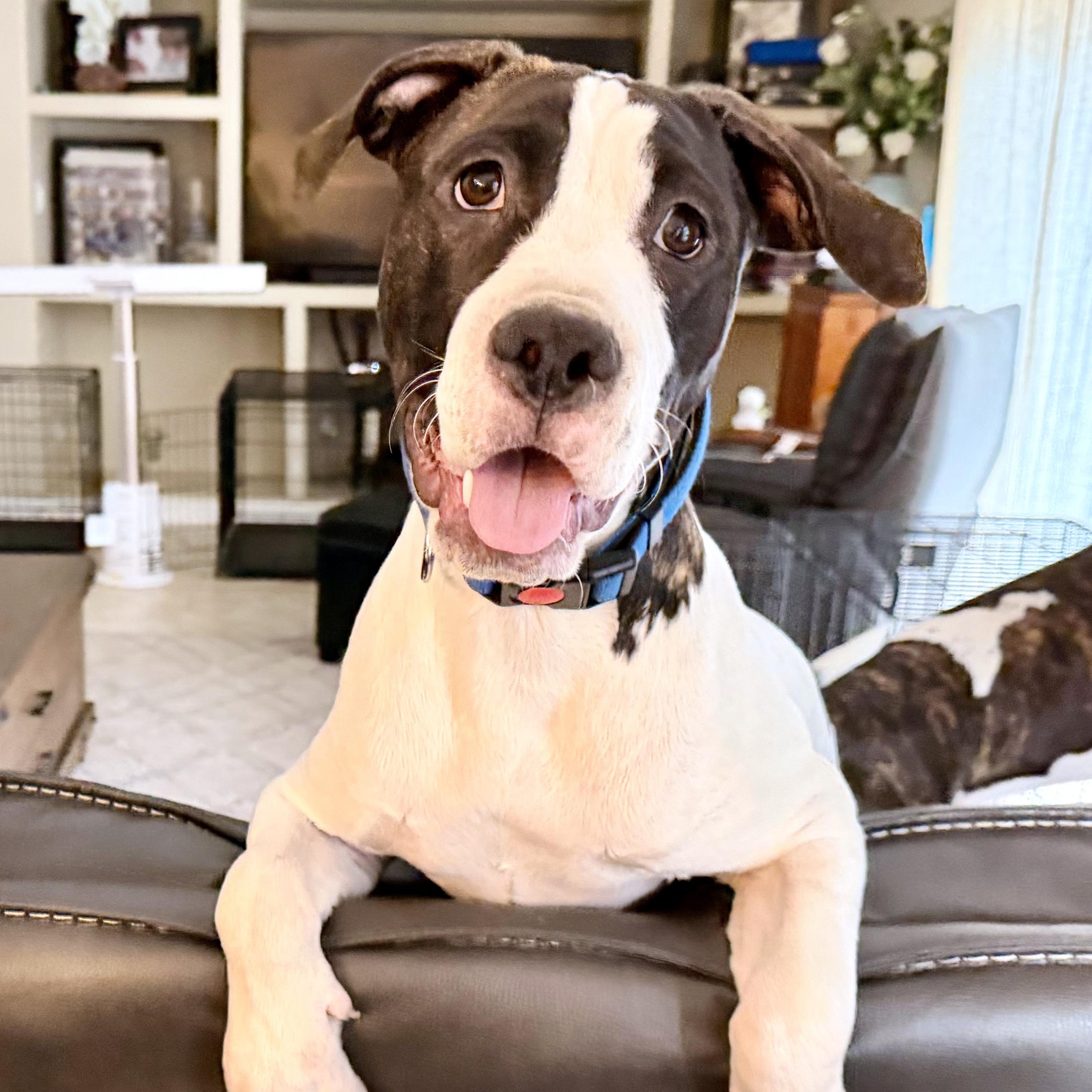 Enlarge 3 Spot, a ADOPTABLE mixed breed in Lake Monroe, FL image 1/6