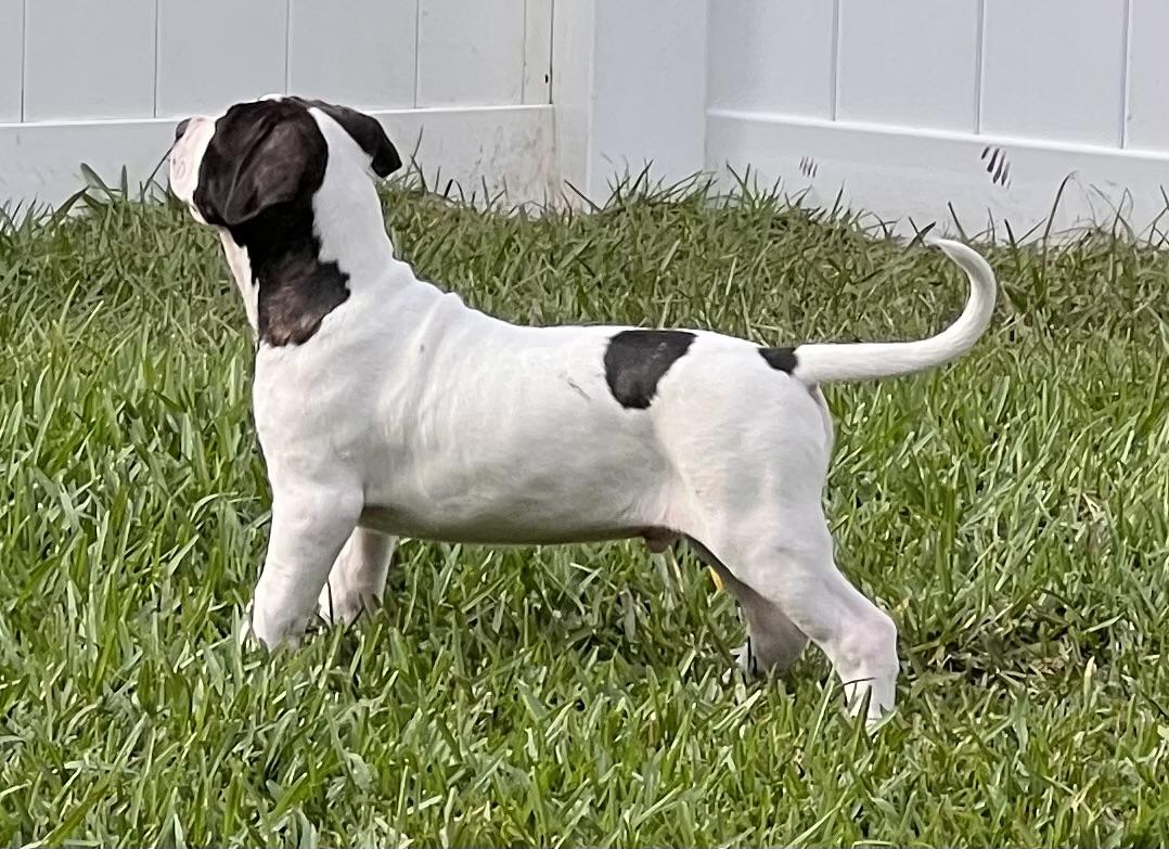 3 Spot, a ADOPTABLE mixed breed in Lake Monroe, FL image 4/4