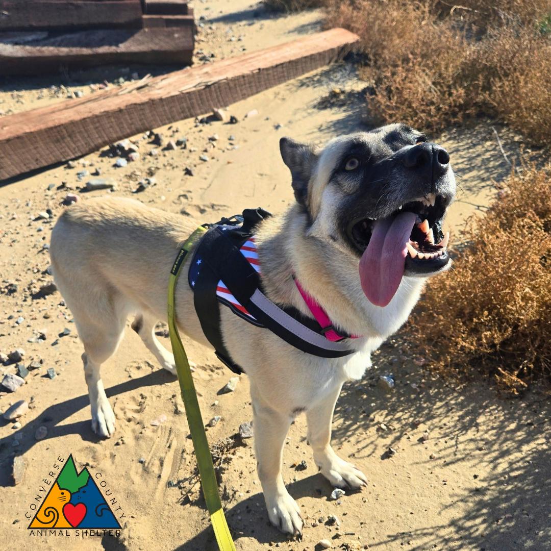 Enlarge Elita, a Adoptable mixed breed in Douglas, WY image 4/5