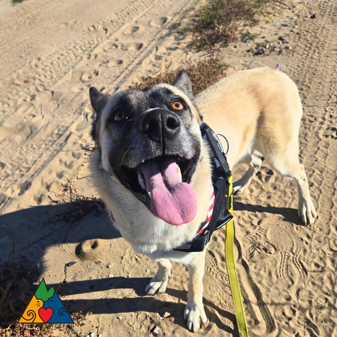 Enlarge Elita, a Adoptable mixed breed in Douglas, WY image 3/5