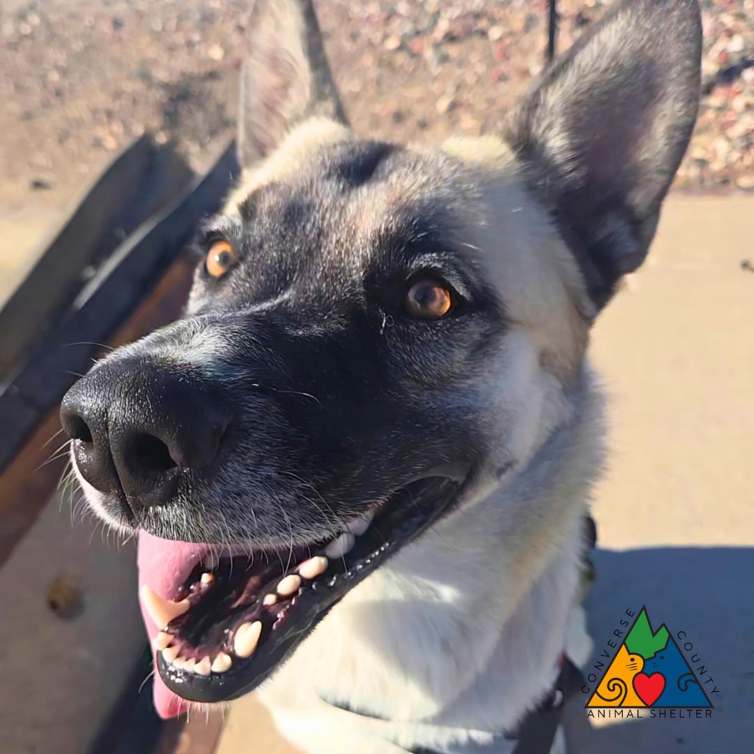 Enlarge Elita, a Adoptable mixed breed in Douglas, WY image 5/5