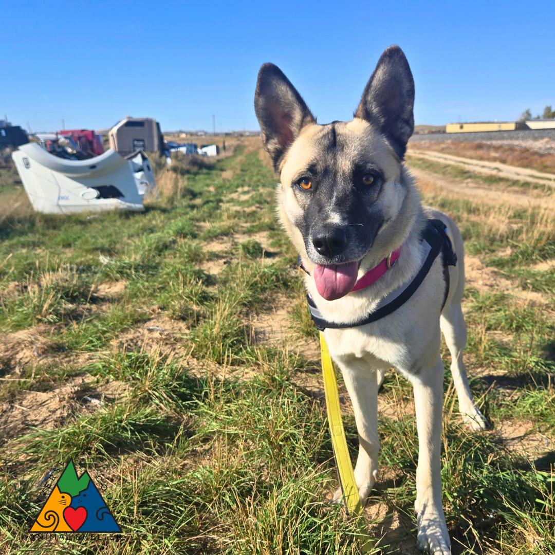 Enlarge Elita, a Adoptable mixed breed in Douglas, WY image 2/5