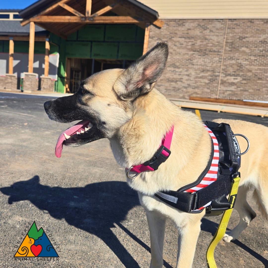 Elita, Adoptable, Adult Female German Shepherd Dog & Mixed Breed.