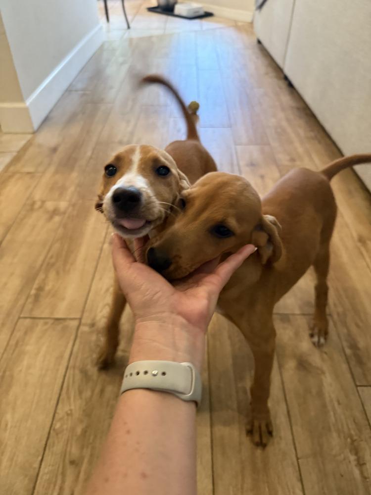 Enlarge Bonnie, a Adopted mixed breed in St. Petersburg, FL image 1/6