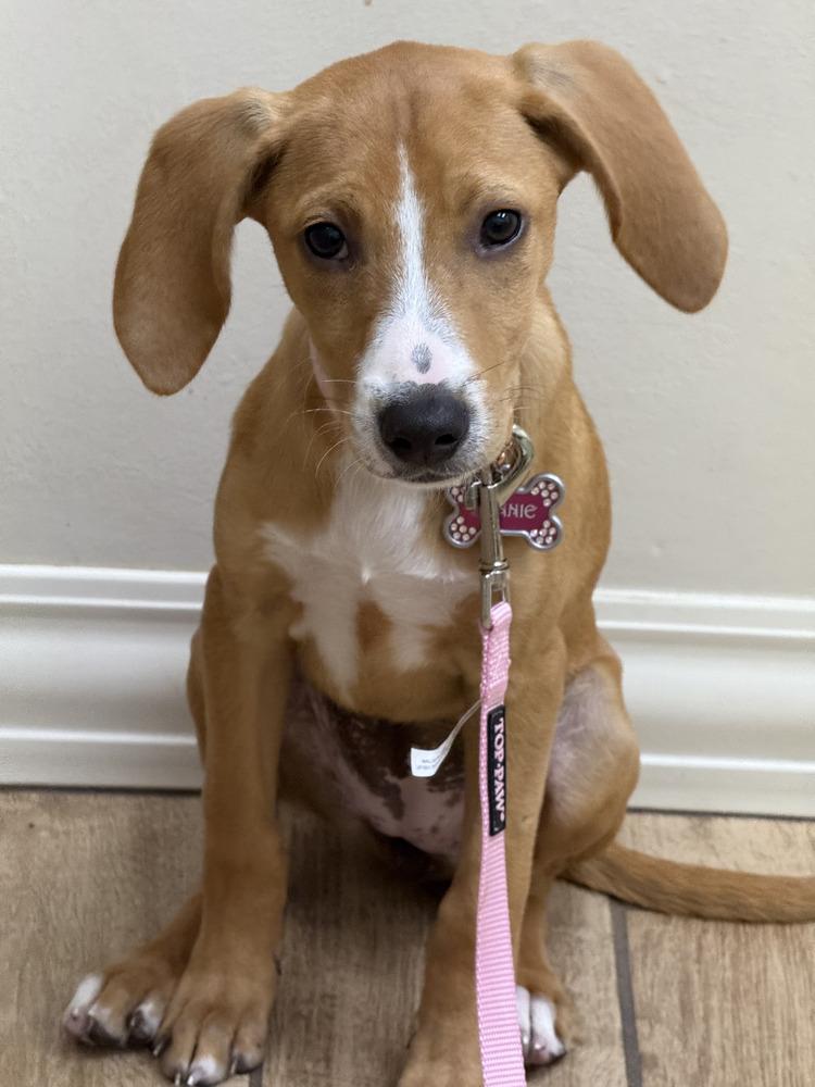 Enlarge Bonnie, a Adopted mixed breed in St. Petersburg, FL image 2/6