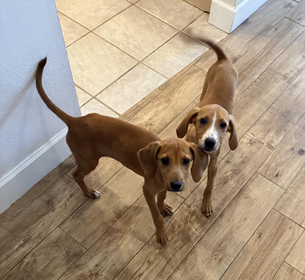 Enlarge Bonnie, a Adopted mixed breed in St. Petersburg, FL image 3/6