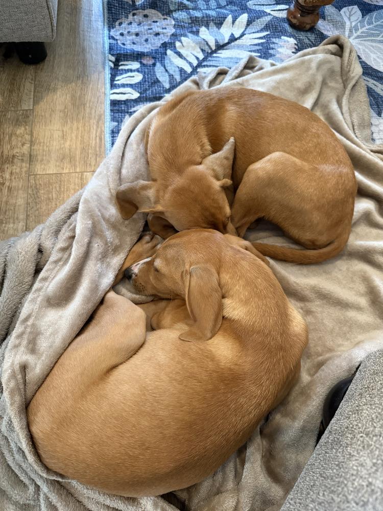 Enlarge Bonnie, a Adopted mixed breed in St. Petersburg, FL image 5/6