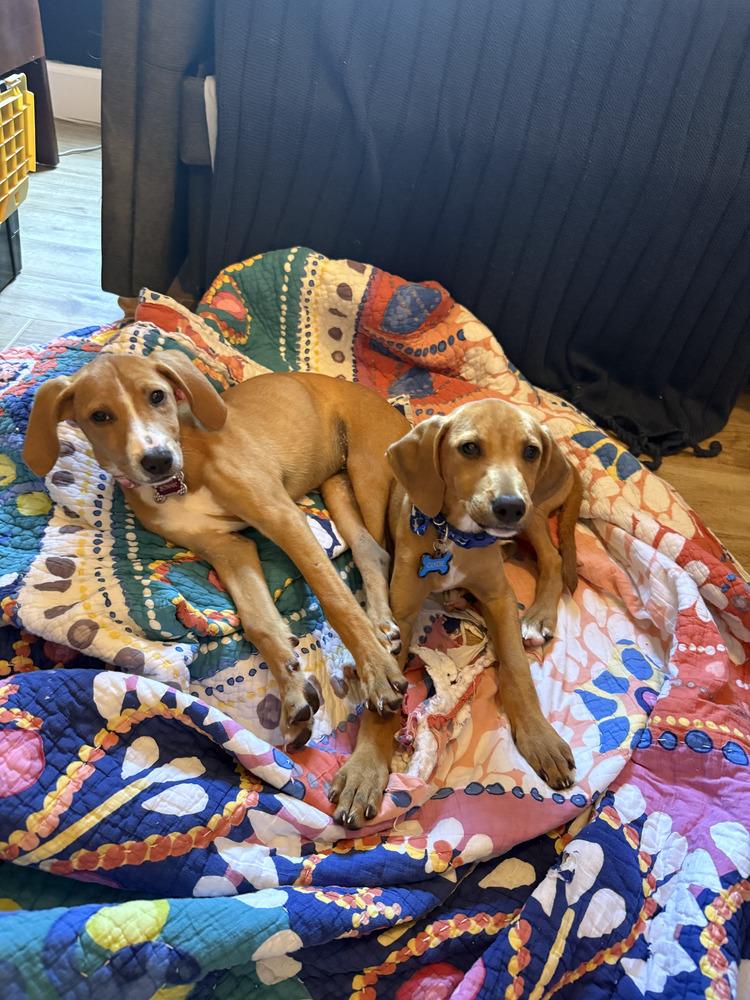 Enlarge Bonnie, a Adopted mixed breed in St. Petersburg, FL image 6/6