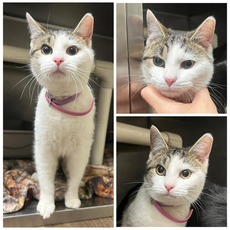 Angel , adopted, Adult Male Domestic Short Hair.