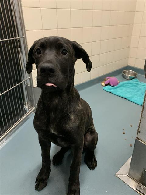 WHISPER, Adoptable, Young Female Cane Corso.